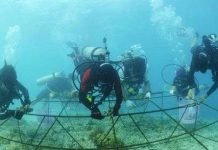 Indonesia dùng đá sinh học bảo vệ san hô Indonesia dùng đá sinh học bảo vệ san hô