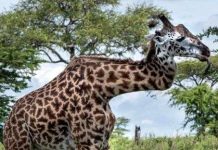 Ngạc nhiên với con hươu có cổ hình zíc zắc