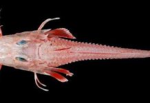 Soi loài cá biển “bọc thép” cực hiếm, siêu dị ở Việt Nam Soi loài cá biển "bọc thép" cực hiếm, siêu dị ở Việt Nam