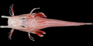 Soi loài cá biển "bọc thép" cực hiếm, siêu dị ở Việt Nam