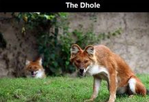 Những loài động vật kỳ lạ nhất trên thế giới Những loài động vật kỳ lạ nhất trên thế giới