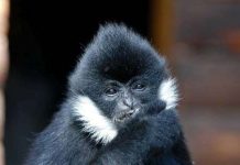 Vượn má trắng quý hiếm thả về rừng