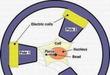 “Nhíp” từ tính làm sáng tỏ tính chất cơ học của tế bào “Nhíp” từ tính làm sáng tỏ tính chất cơ học của tế bào