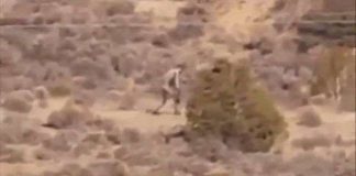 Quái vật hút máu chupacabra huyền thoại lại xuất hiện?