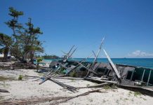 Nhờ có cá mập, đảo ngọc du lịch tại Philippines hồi sinh thần kì