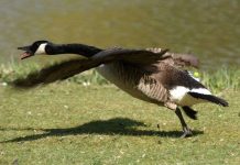 Pháp tuyên chiến với ngỗng trời Canada Pháp tuyên chiến với ngỗng trời Canada