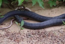 Rắn đen oằn mình nôn ra đồng loại còn sống bên lề đường