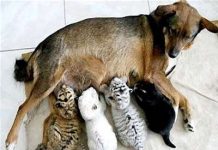 Mẹ chó nuôi con hổ