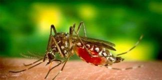 Tìm ra phương pháp mới để kiểm soát muỗi