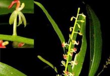 Phát hiện một loài lan mới ở Việt Nam