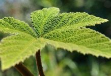 Thực vật biết nhận thức và giao lưu với con người Thực vật biết nhận thức và giao lưu với con người