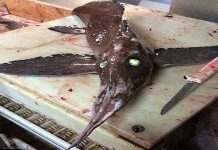 Cá mũi dài, vây tựa cánh chim mắc lưới ngư dân Canada Cá mũi dài, vây tựa cánh chim mắc lưới ngư dân Canada