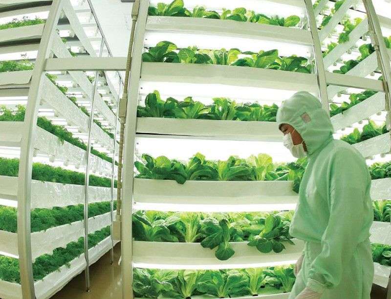4 giải pháp nông trại tiết kiệm diện tích trồng rau xanh hữu cơ