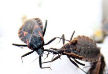 Bọ xít hút máu chứa ký sinh trùng và kháng thuốc