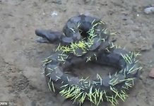 Trăn khủng quằn quại “hóa nhím” vì nghịch dại