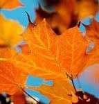 Tại sao một số cây có lá nhọn?