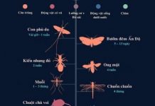 Tuổi thọ của các loài động vật trong tự nhiên