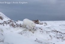 Cáo tuyết Bắc cực tiếp cận đoàn thám hiểm