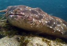 Những quái ngư trong thế giới cá mập Những quái ngư trong thế giới cá mập