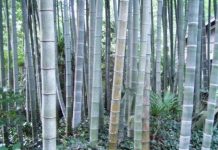 Giải mã bộ gene tre Moso Giải mã bộ gene tre Moso