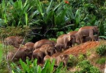 Indonesia và Mỹ hợp tác bảo vệ rừng mưa nhiệt đới Indonesia và Mỹ hợp tác bảo vệ rừng mưa nhiệt đới