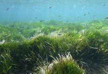 5 sinh vật cao tuổi nhất trên Trái Đất