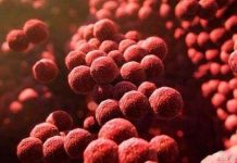 Diệt muỗi mang ký sinh trùng sốt rét bằng mùi hôi chân