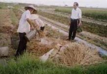 Phân bón làm từ rơm