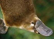 Rái mỏ vịt - sinh vật kỳ lạ nhất thế giới