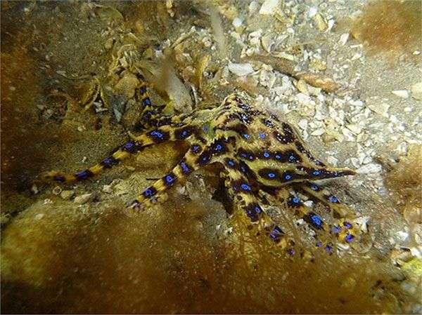 Cận cảnh bạch tuộc đốm xanh có nọc độc gấp 50 lần rắn hổ mang