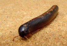 Khám phá về con cuốn chiếu đầy rẫy trong vườn nhà bạn