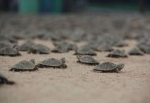 Rùa mẹ “nói chuyện” với rùa con Rùa mẹ "nói chuyện" với rùa con