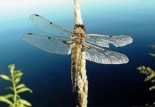 Chuồn chuồn di cư như chim Chuồn chuồn di cư như chim