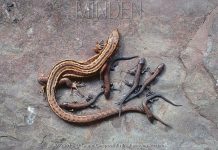 Lần đầu tiên quan sát loài thằn lằn “tiến hóa ngược” cực hiếm trong thế giới tự nhiên Lần đầu tiên quan sát loài thằn lằn "tiến hóa ngược" cực hiếm trong thế giới tự nhiên