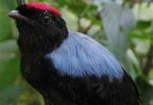 Chim manakin nhờ bạn “cưa gái” Chim manakin nhờ bạn "cưa gái"