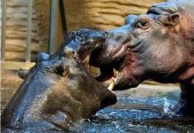 Hà mã ‘hôn kiểu Pháp’ Hà mã 'hôn kiểu Pháp'