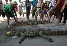 Hãi hùng cảnh cá sấu sổng chuồng trong lũ ở Thái Lan