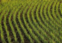 Hải Dương mở rộng diện tích giống lúa kháng rầy Hải Dương mở rộng diện tích giống lúa kháng rầy