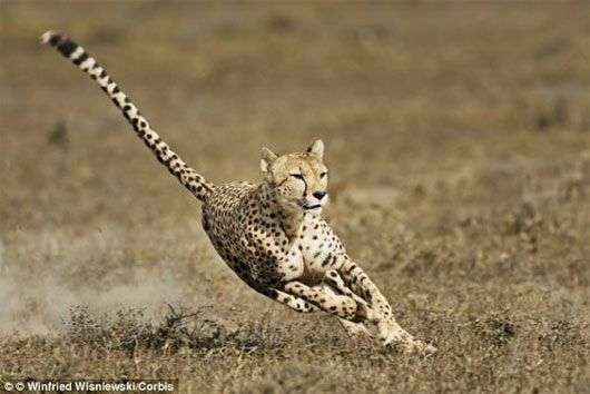 Phát hiện loài động vật chạy nhanh nhất thế giới