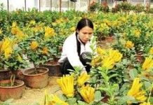 Ghép thành công phật thủ cảnh hình bàn tay Phật