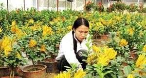 Ghép thành công phật thủ cảnh hình bàn tay Phật