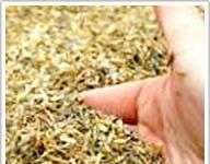 Chế tạo chất cách nhiệt từ trấu