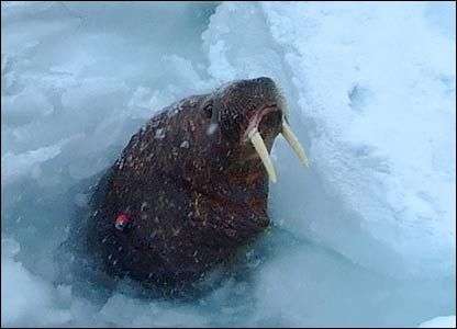 Hành trình “bám đuôi” loài hải mã Bắc cực