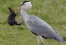 Cận cảnh chim nuốt thỏ