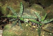 Loài dương xỉ mới trong hang động Quảng Bình