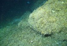 Phát hiện hệ sinh thái bao la tồn tại nhờ khí methane