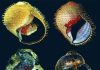 Phát hiện 5 loài ốc biển mới