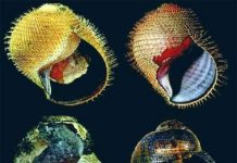 Phát hiện 5 loài ốc biển mới