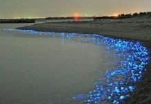 Bờ biển Nhật lấp lánh trong đêm