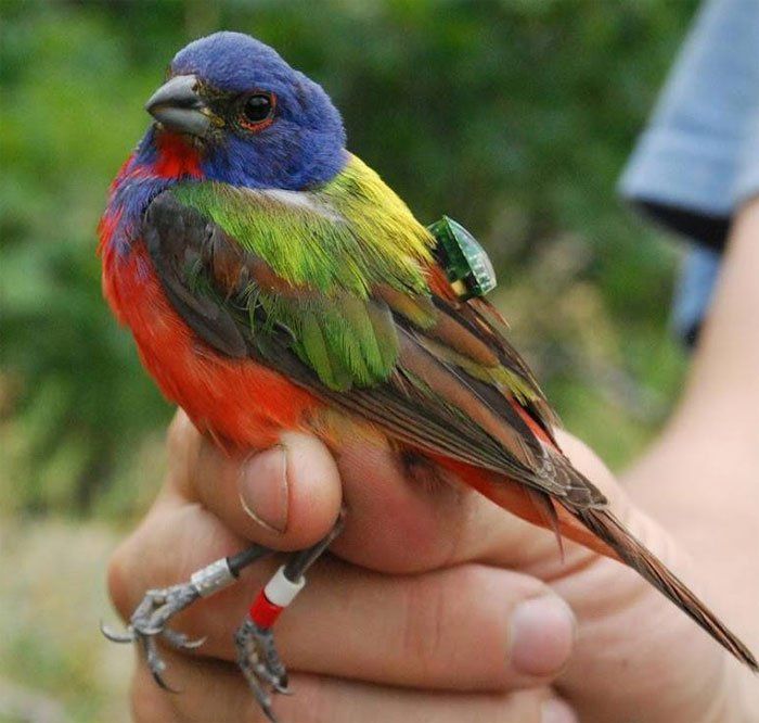 Chúng ta theo dõi việc di cư của các loài chim trên thế giới như thế nào?